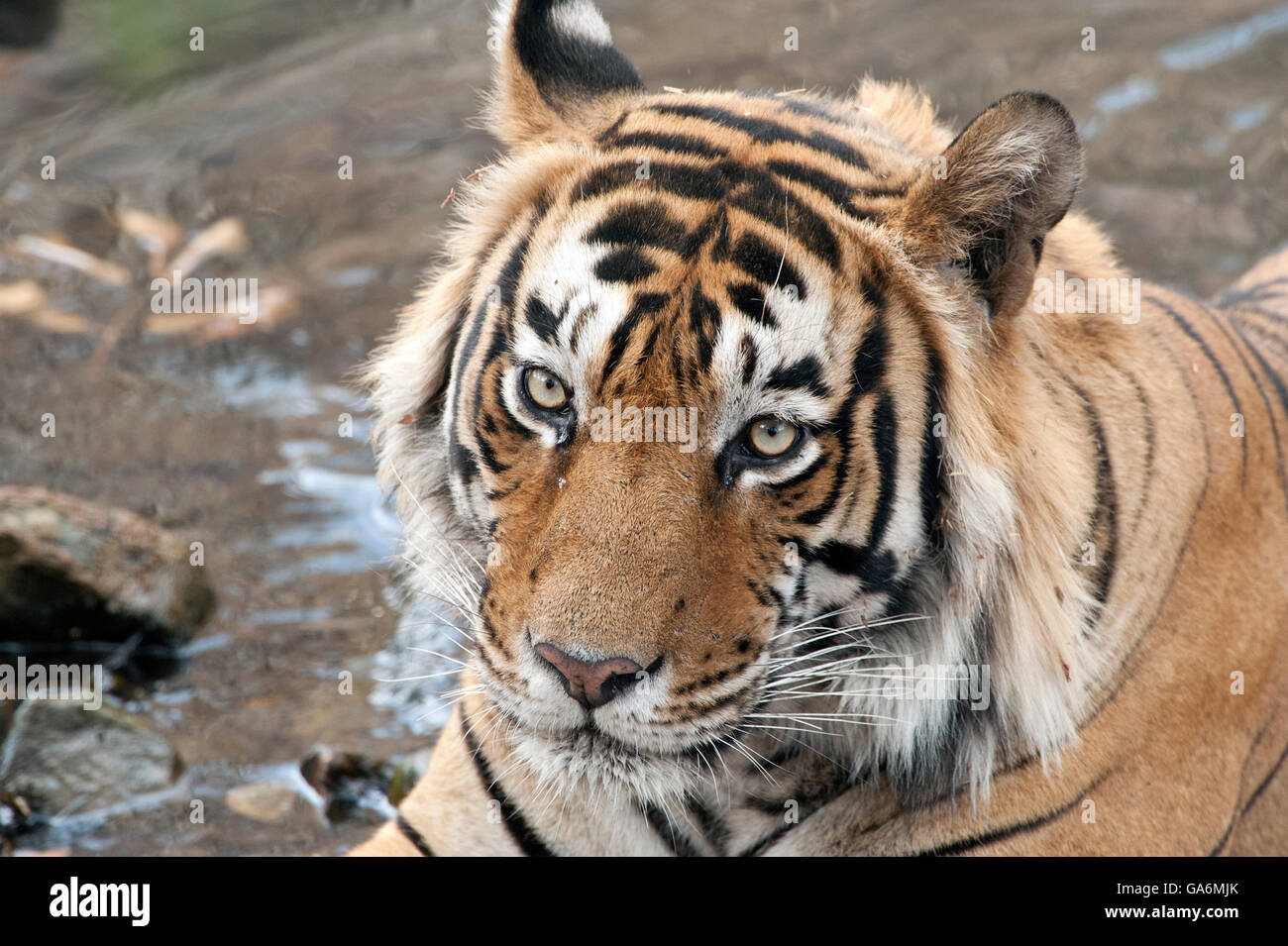 L'image de Tiger ( Panthera tigris ) T57 a été prise à Ranthambore, Inde Banque D'Images