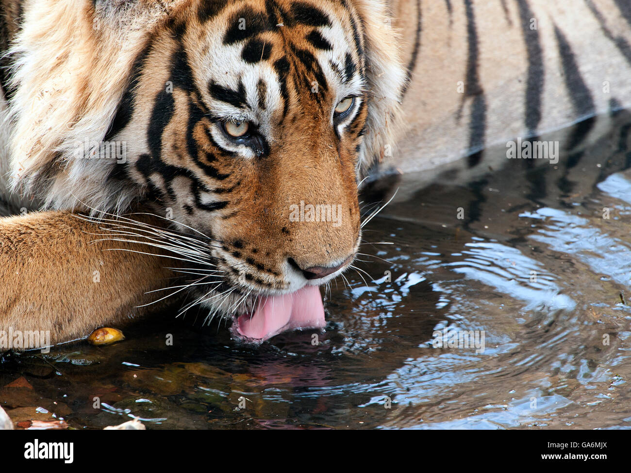 Tigre mâle ( Panthera tigris ) T57dans Ranthambore Banque D'Images