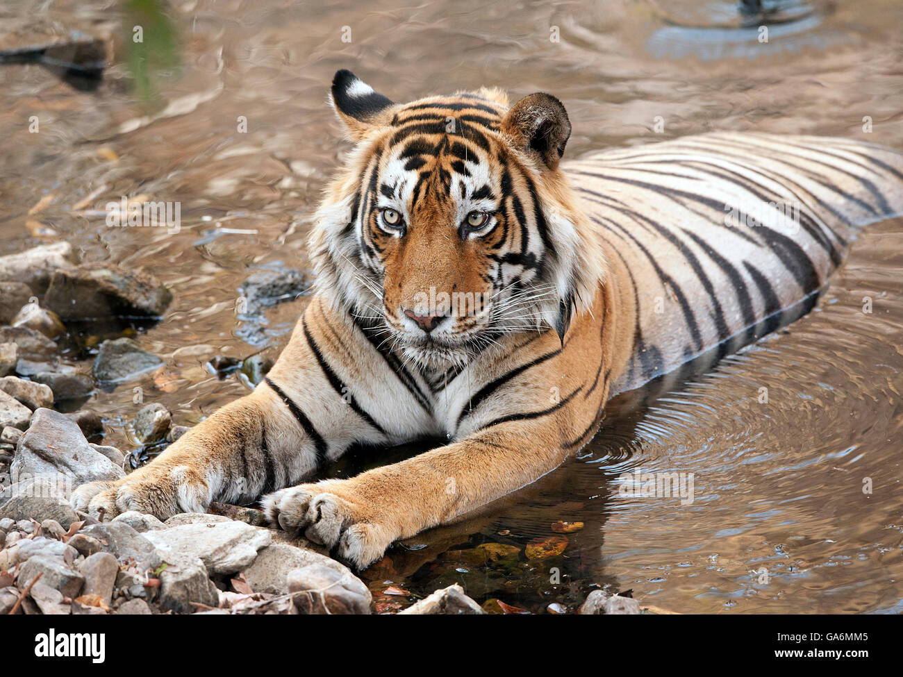 L'image de Tiger ( Panthera tigris ) T57 a été prise à Ranthambore, Inde Banque D'Images