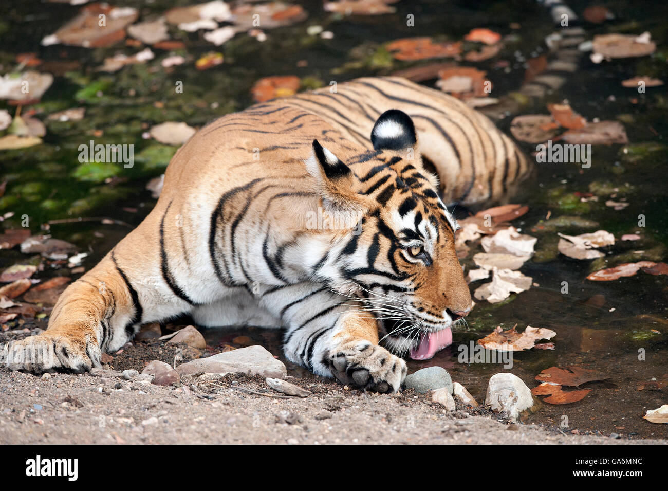 L'image de Tiger ( Panthera tigris ) T39, Noor a été prise à Ranthambore, Inde Banque D'Images