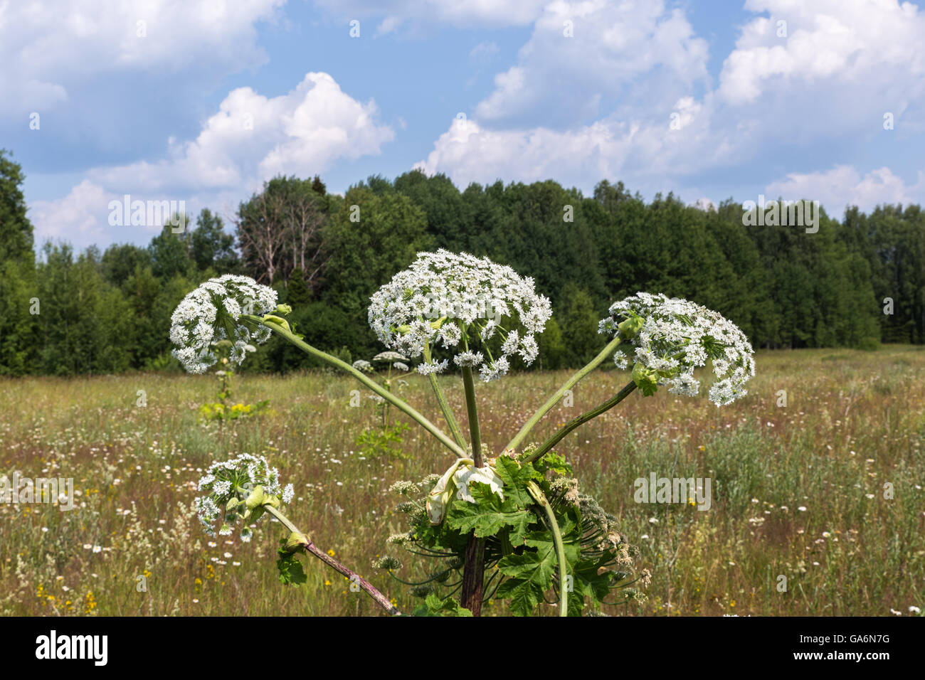 La berce laineuse blooms Banque D'Images