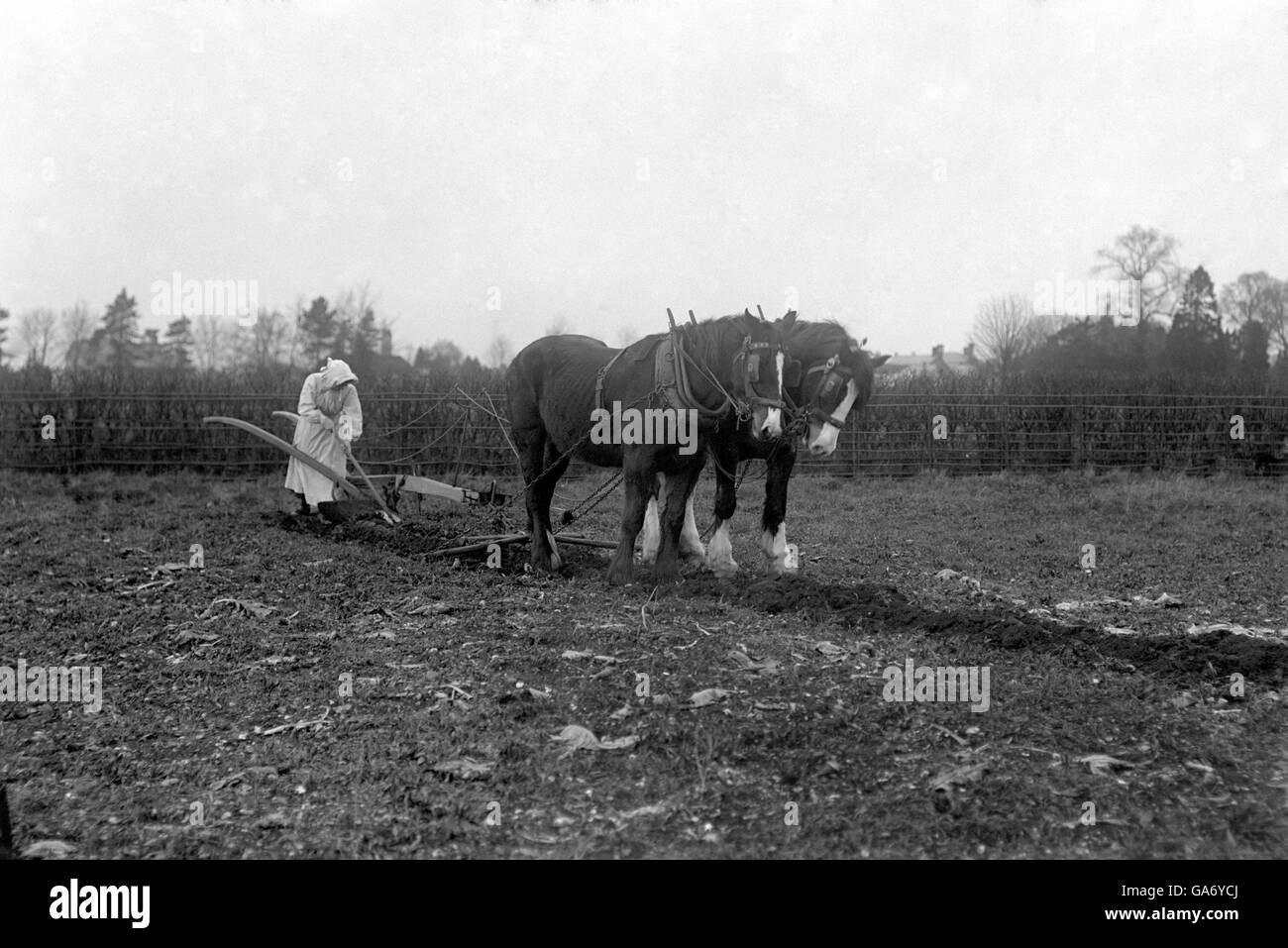 Agriculture - femmes au travail - labour - 1910. Une femme travaille une charrue à Spring Hall Farm. Banque D'Images