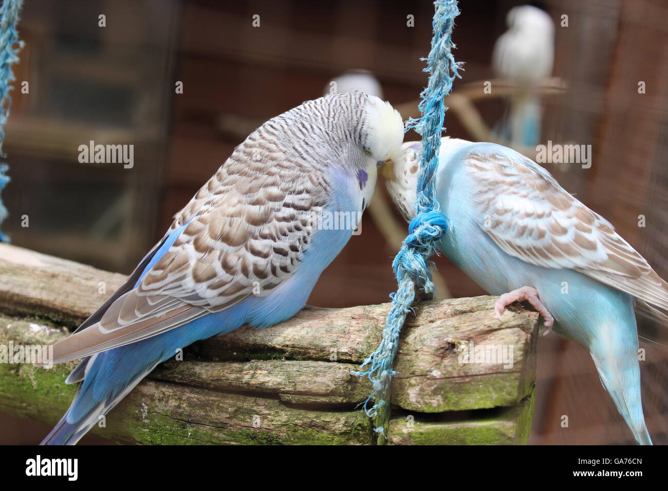 Quelques photos de mes oiseaux à l'été 2016 ! Banque D'Images