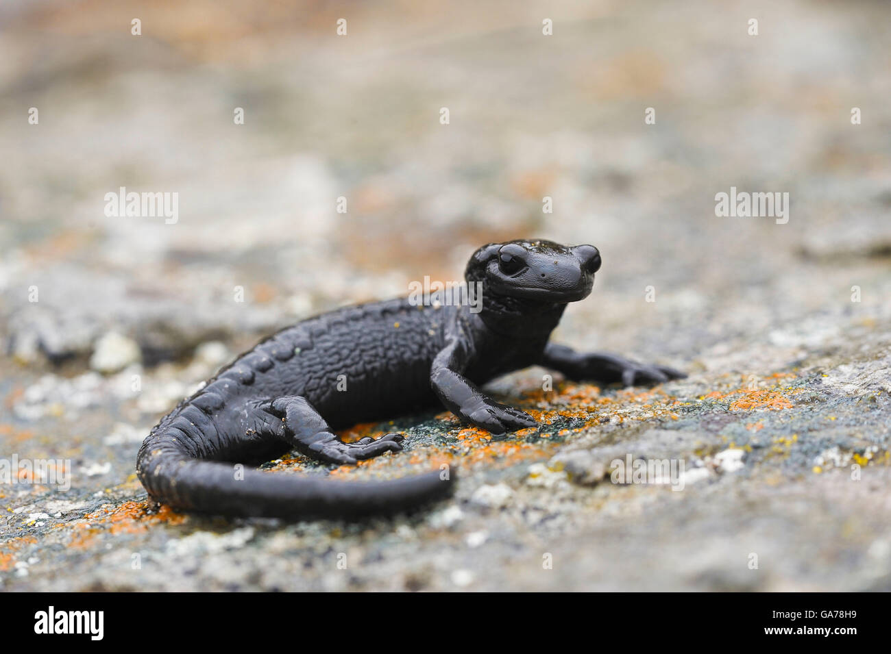 Salamandre noire européenne Banque D'Images