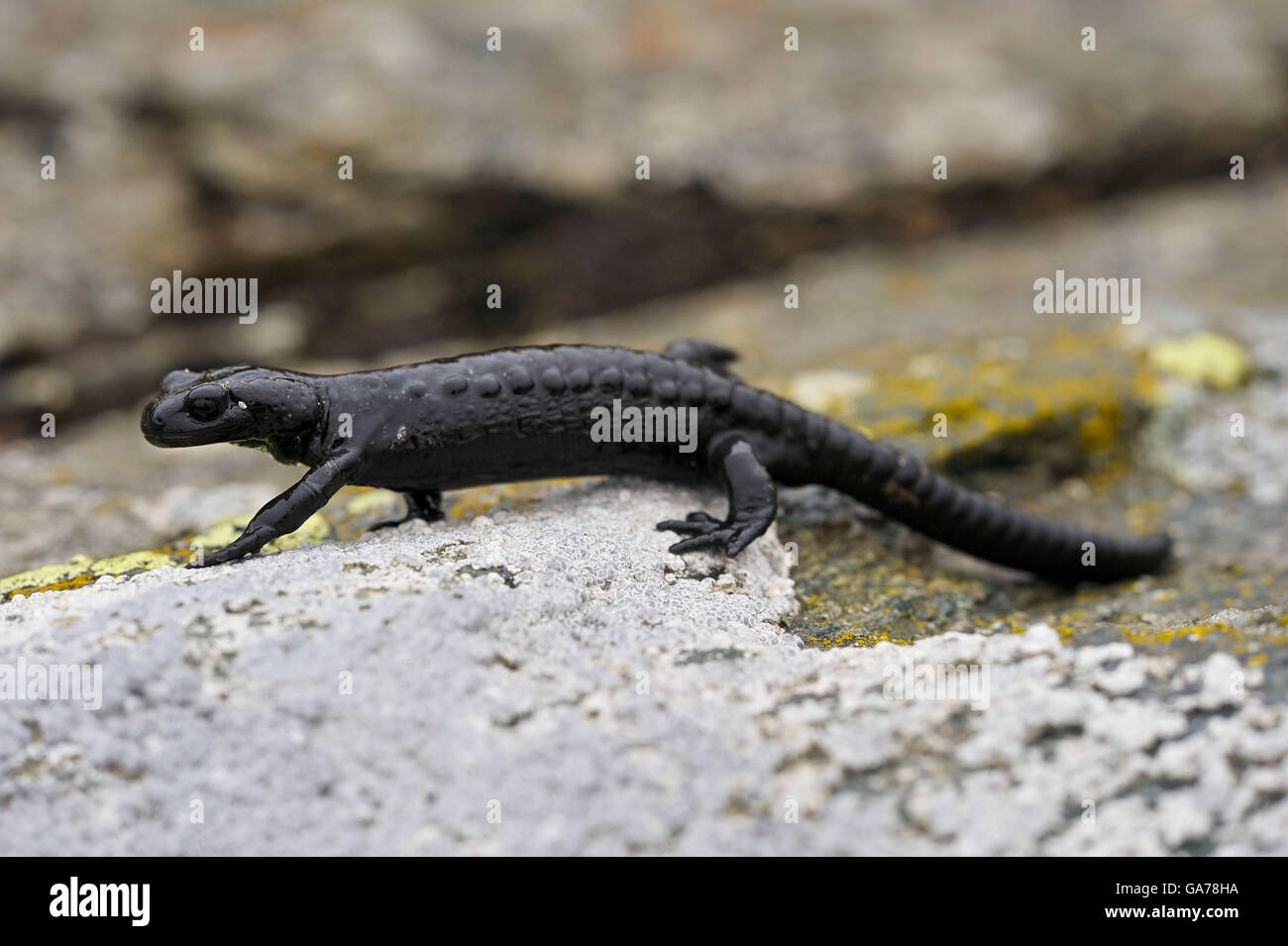 Salamandre noire européenne Banque D'Images