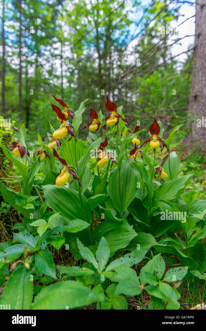 Frauenschuh (Cypripedium calceolus) Ladys slipper Orchid Banque D'Images