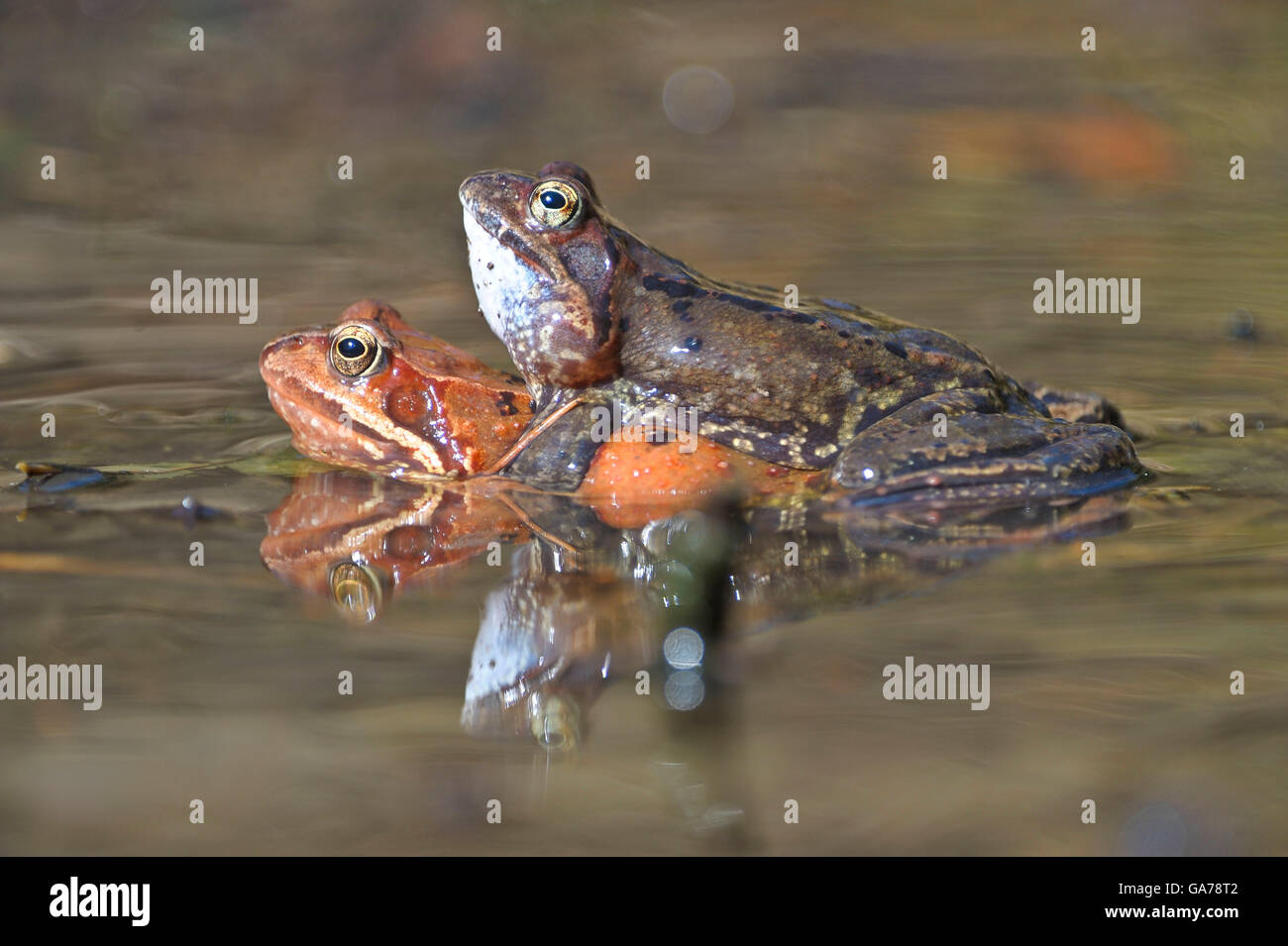 Grasfrosch (Rana temporaria) Grenouille herbe Banque D'Images