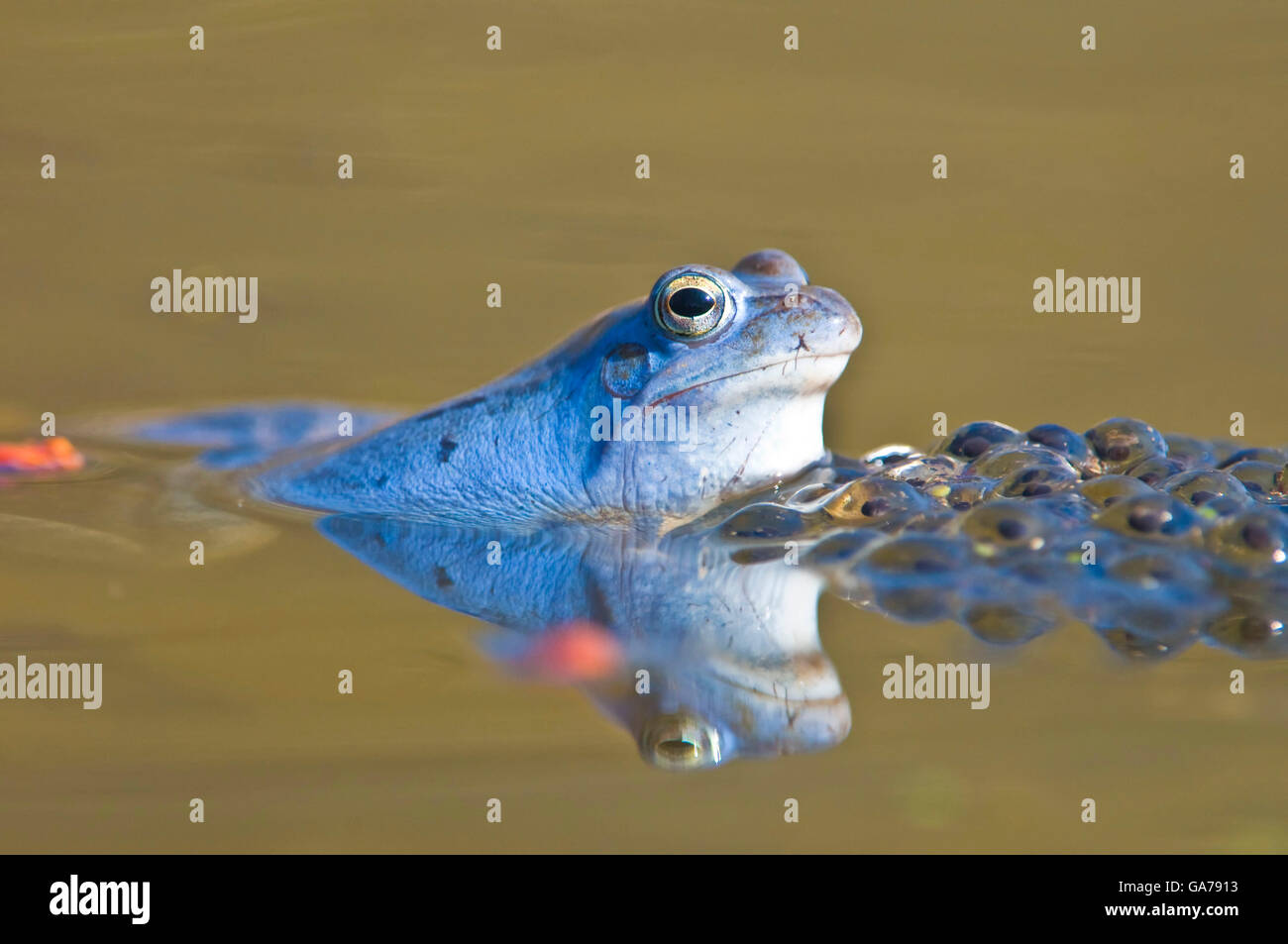 Moorfrosch (Rana arvalis) moor frog, NP Kalkalpen, Autriche Banque D'Images