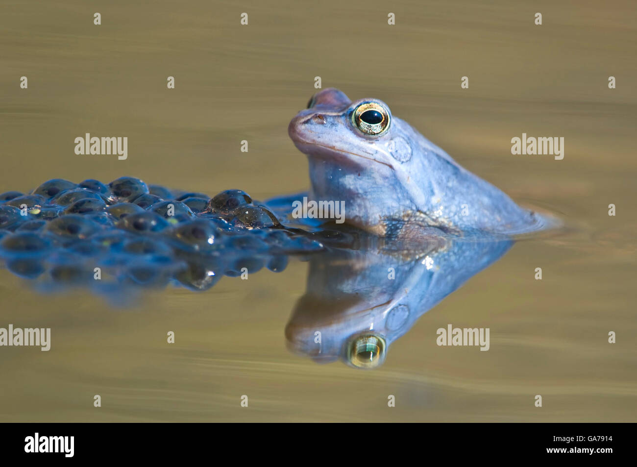 Moorfrosch (Rana arvalis) moor frog, NP Kalkalpen, Autriche Banque D'Images