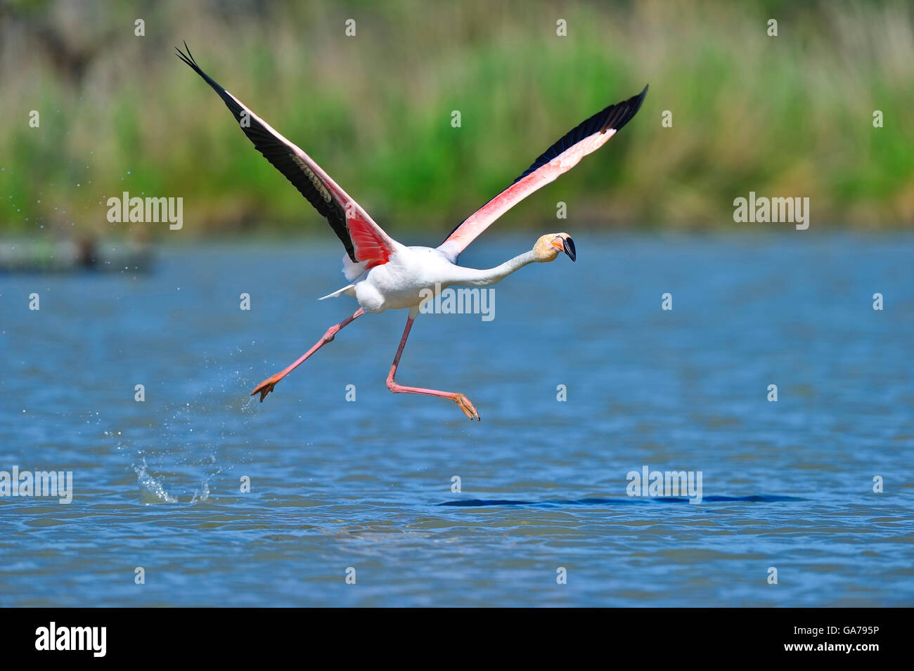 Rosaflamingo (Phoenicopterus ruber) flamant rose Banque D'Images