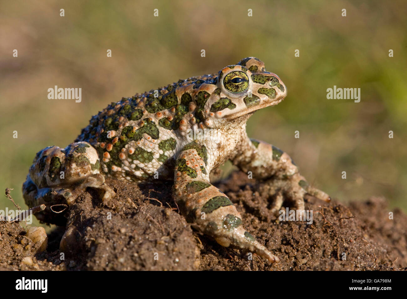 Wechselkroete, Bufo viridis Crapaud vert, Banque D'Images