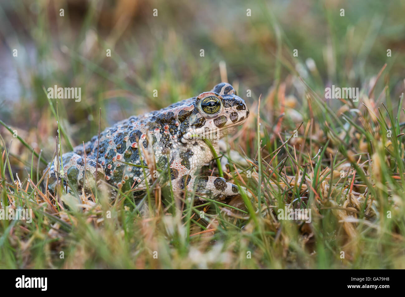 Crapaud vert (Bufo viridis) Banque D'Images