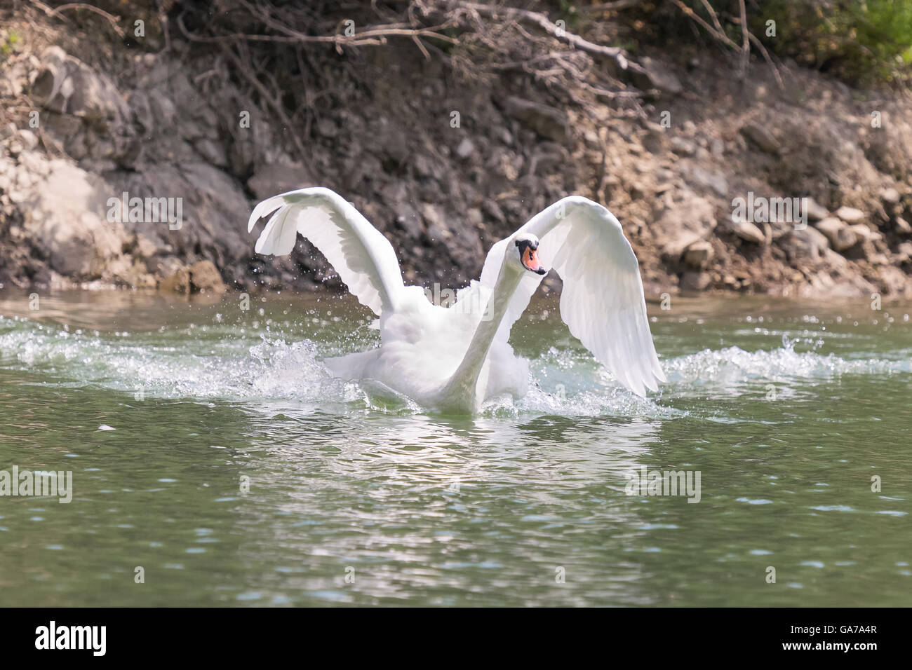 Swan avec les ailes grandes ouvertes alors que la Baignade au lac de Beletsi rapide en Grèce. Banque D'Images Swan avec les ailes grandes ouvertes alors que la Baignade au lac de Beletsi rapide en Grèce. Banque D'Images