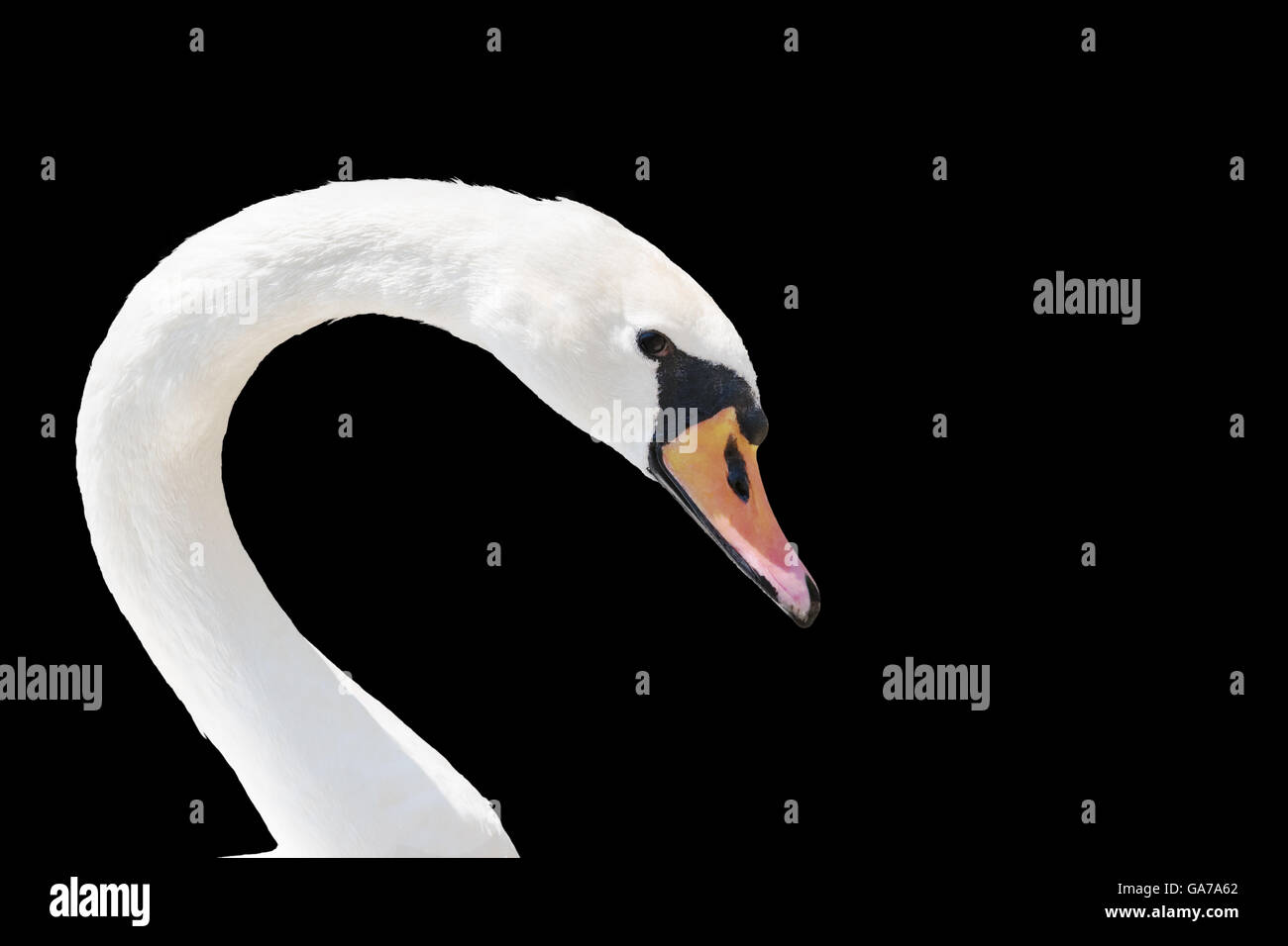 Swan portrait isolé sur noir. Banque D'Images