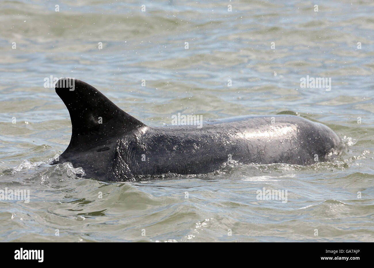 Dave le dauphin.'Dave' le dauphin nageant dans la mer près de Sandgate dans le Kent. Banque D'Images