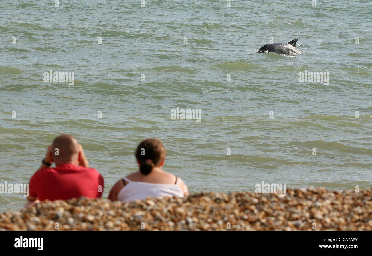 Les touristes regardent 'Dave' le dauphin nager dans la mer près de Sandgate dans le Kent. Banque D'Images