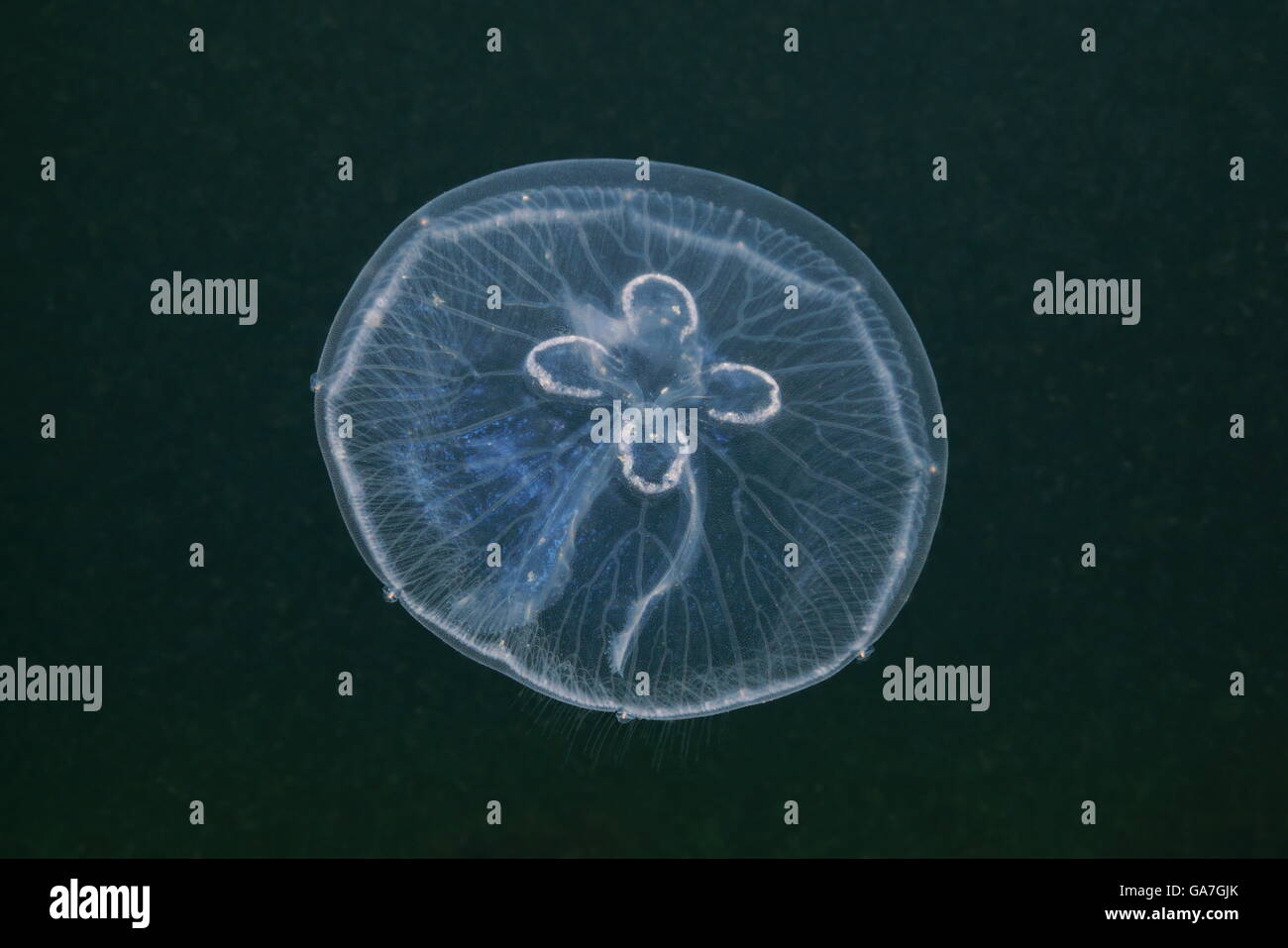 Une méduse de lune, Aurelia aurita, animal transparent sous l'eau dans la mer des Caraïbes Banque D'Images