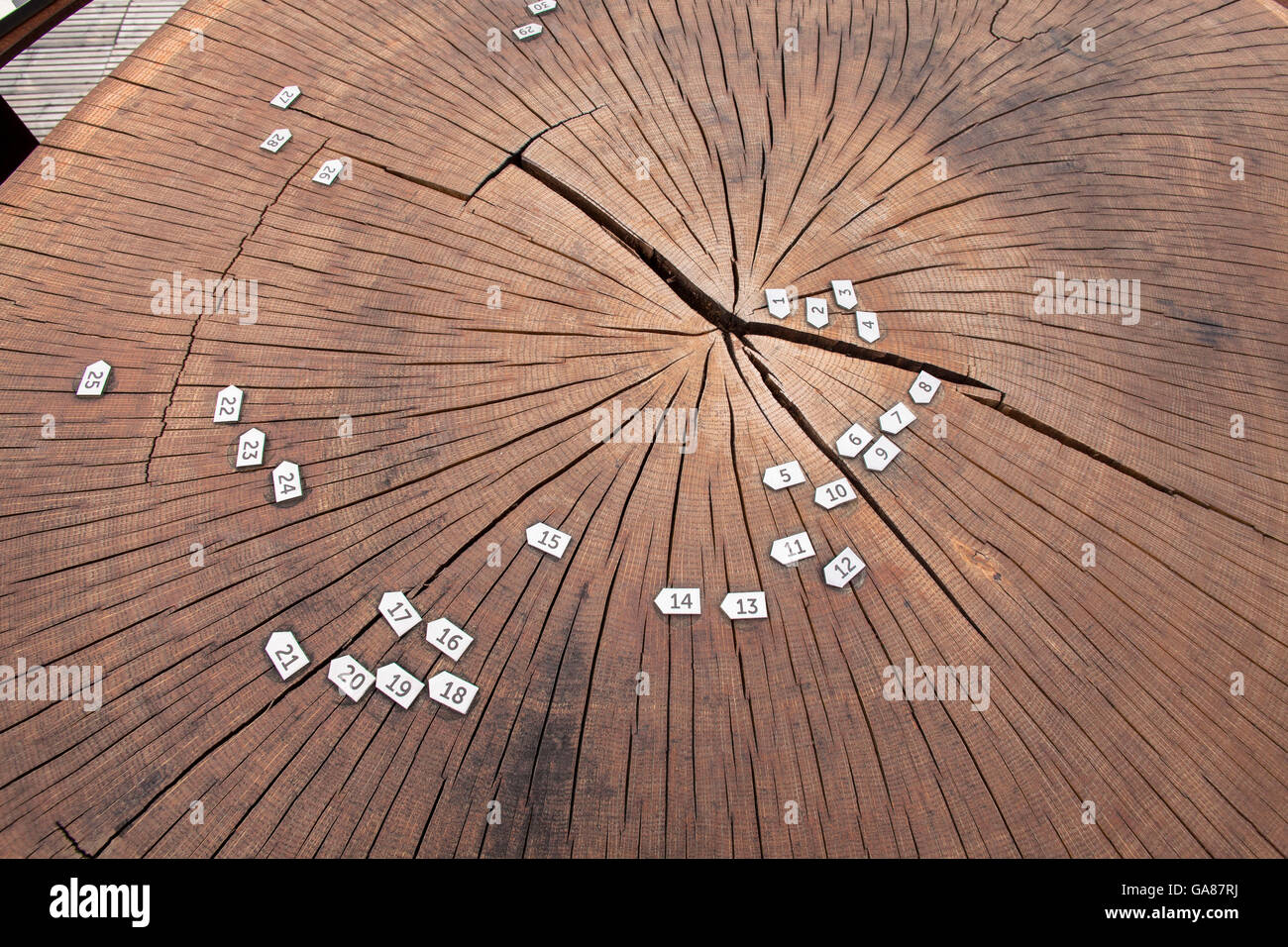L'Europe, l'Allemagne, en Rhénanie du Nord-Westphalie, région de Bergisches Land, Waldbroel, marqué par un disque d'arbre sur l'anneaux annuels de 40 mètres h Banque D'Images