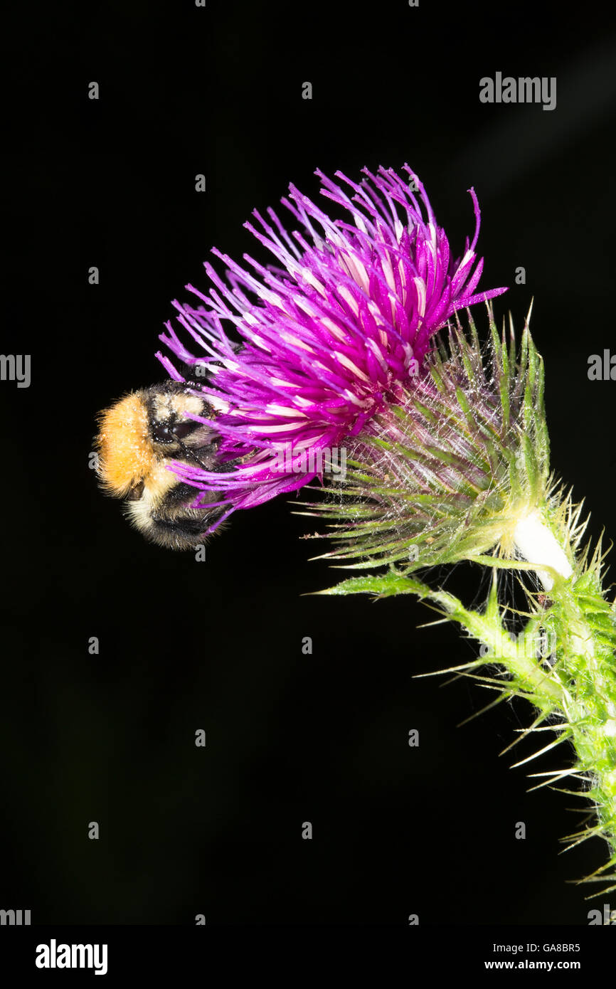Un champ Cuckoo bourdon (Bombus campestris) reposant sur une lance (chardon chardon écossais) capitule en campagne tour Durham Banque D'Images