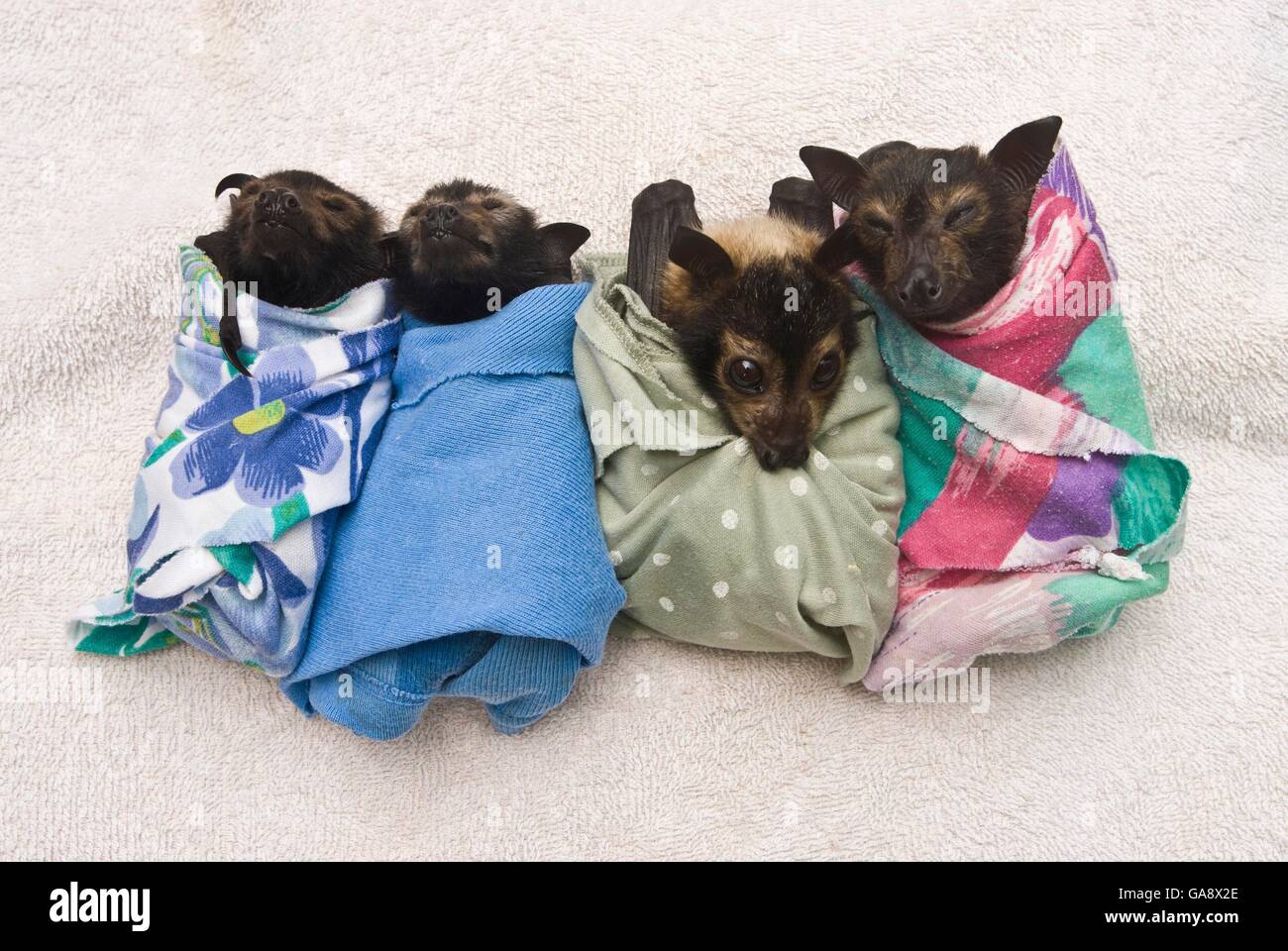 Renard Volant A Lunettes Pteropus Conspicillatus Bebe Emmaillote Dans Du Tissu Pret A Dormir Tolga Bat Hospital Atherton Nord Du Queensland En Australie Janvier 08 Photo Stock Alamy