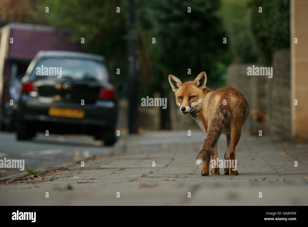 Urban red fox (Vulpes vulpes), l'homme adulte (chien). Bristol, Royaume-Uni. En août. Banque D'Images