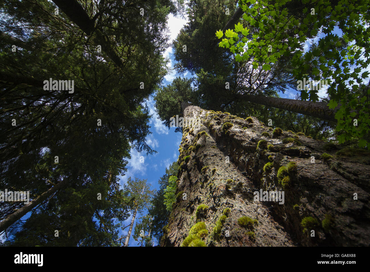 Low angle view d'arbres dans la forêt tropicale de Hoh, Hall de mousses Trail, Olympic National Park, comté de Jefferson, Washington, USA, juin. Banque D'Images