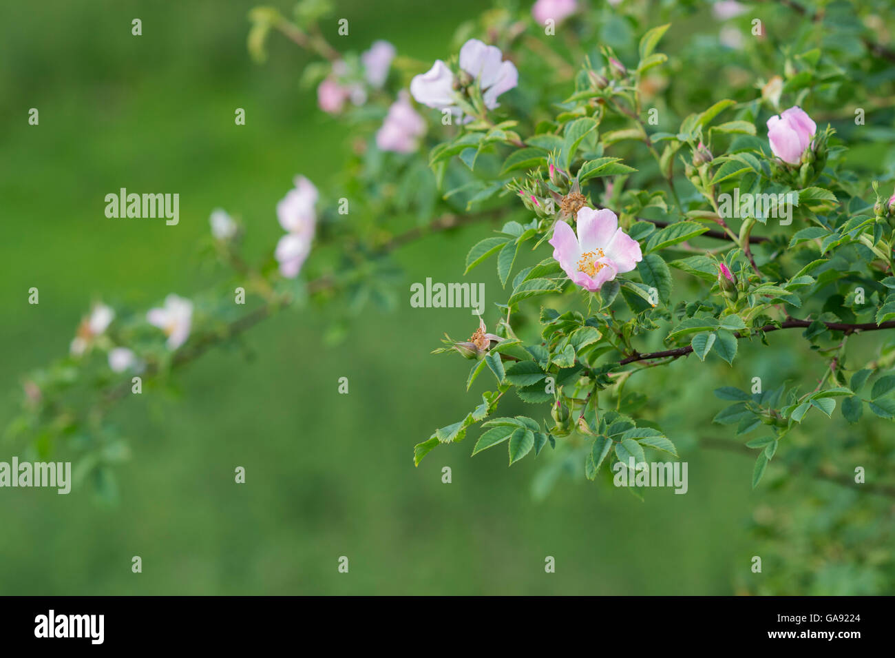 Rosa Canina. Dog rose fleur dans un jardin anglais Banque D'Images