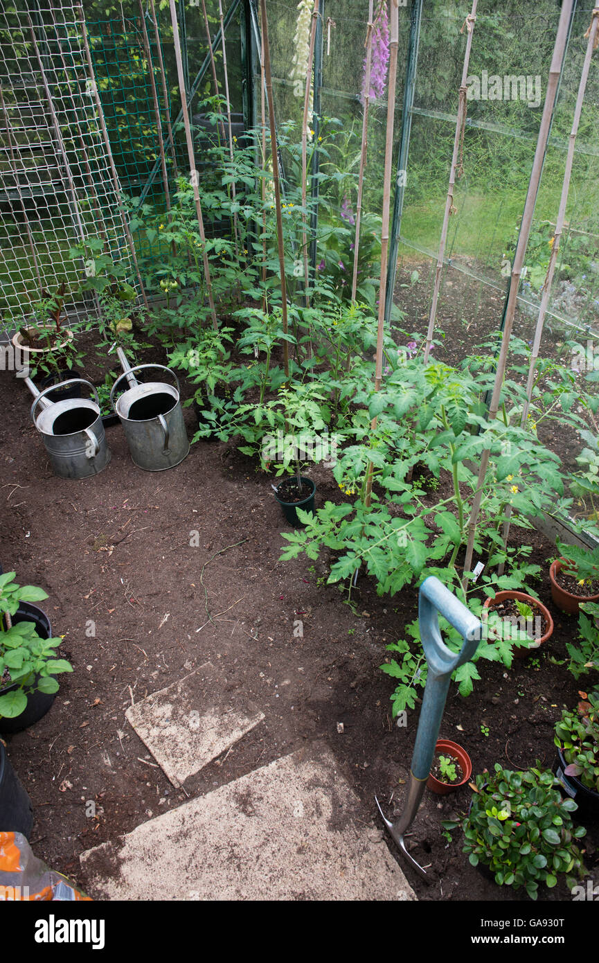 Les plants de tomates à l'intérieur d'une serre de plus en plus. UK Banque D'Images