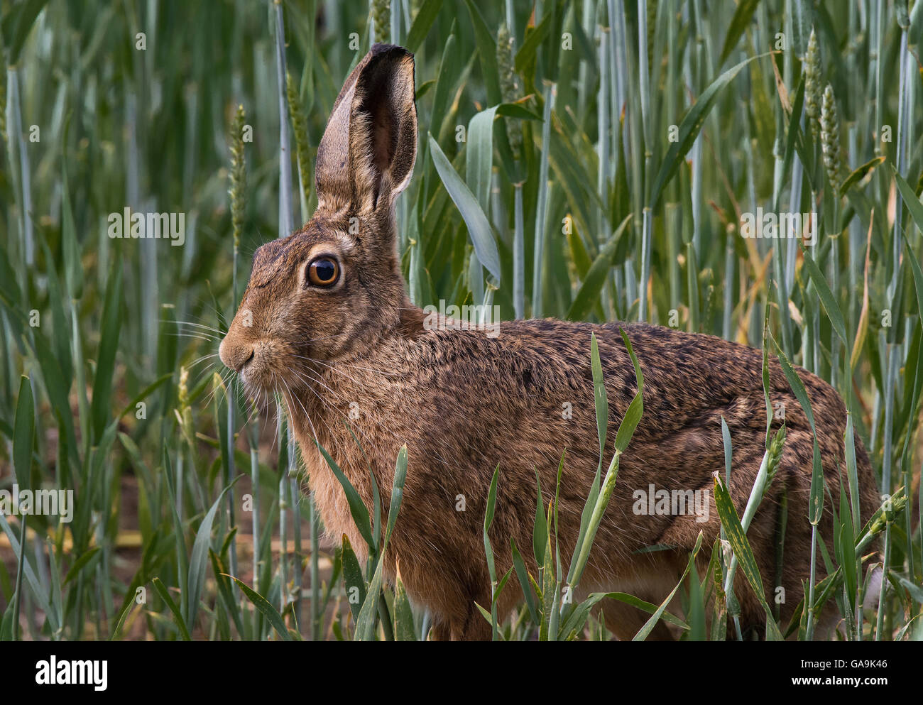 European Brown Hare, champ d'orge en adultes, Lancashire, UK Banque D'Images