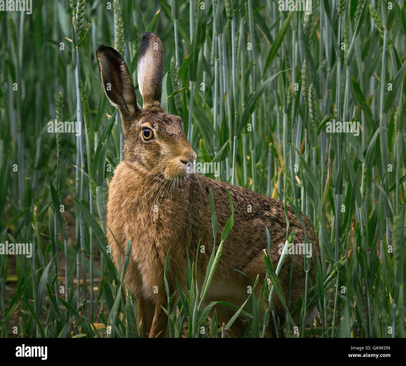 European Brown Hare, champ d'orge en adultes, Lancashire, UK Banque D'Images
