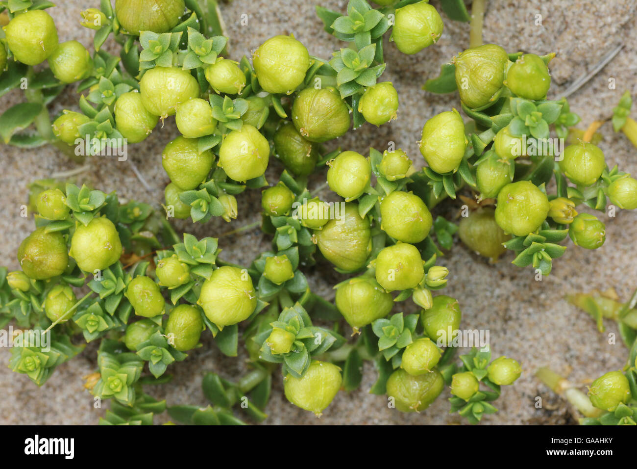 Les fruits verts de la sabline mer Honckenya peploides Banque D'Images