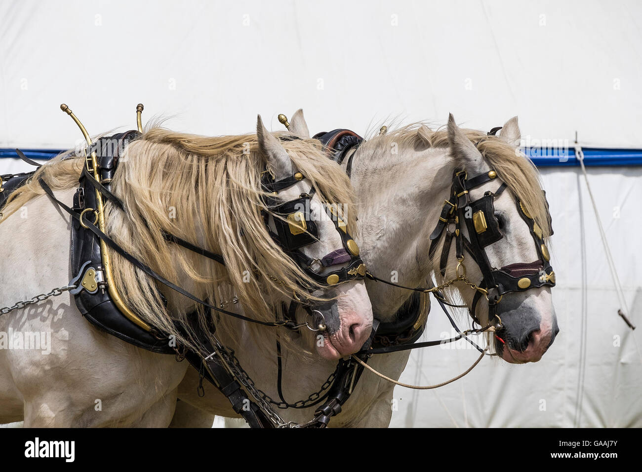 Deux chevaux Shire debout dans leurs faisceaux. Banque D'Images