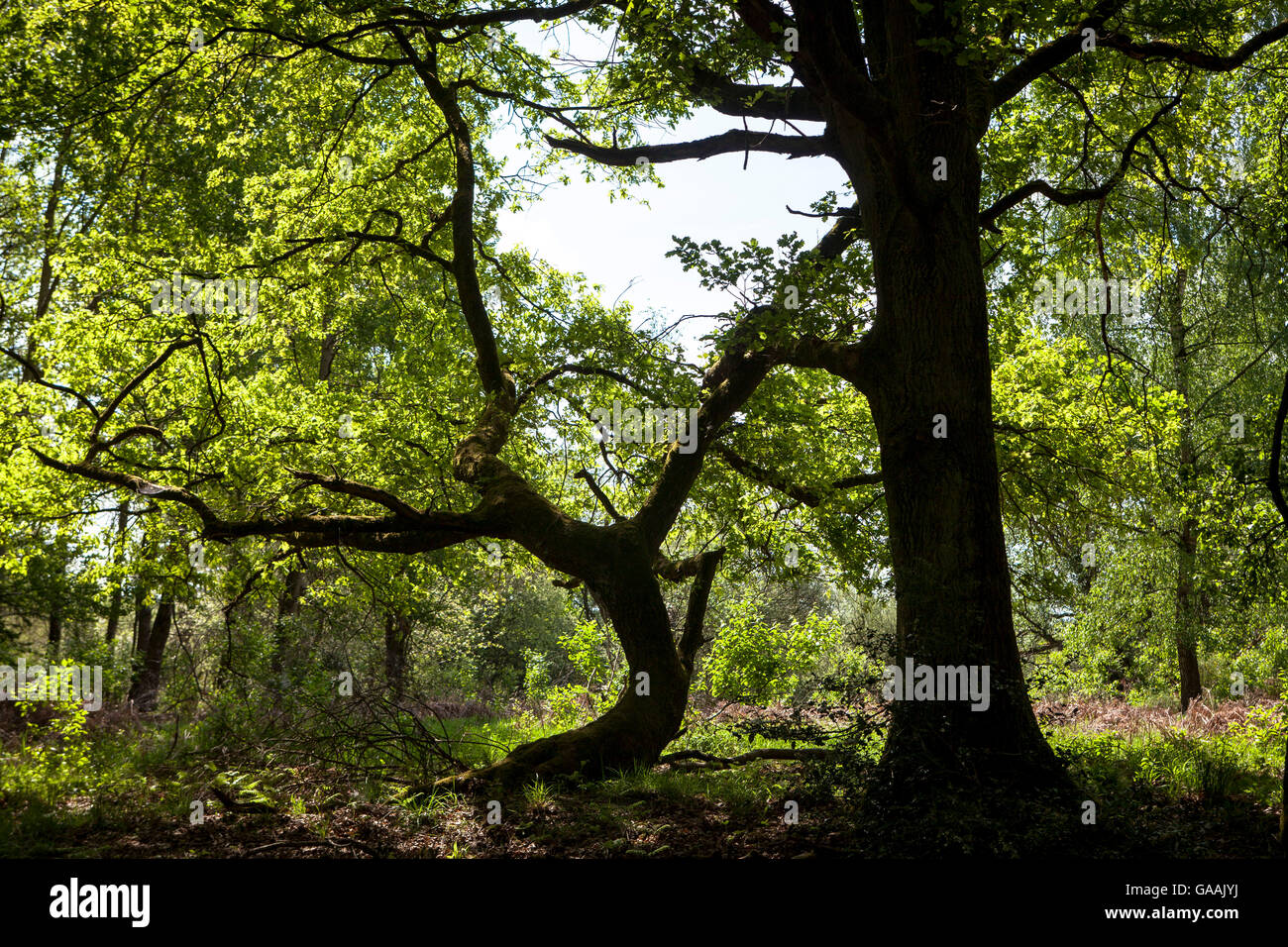 Allemagne, Troisdorf, Rhénanie du Nord-Westphalie, le bois dans la Wahner Heath. Banque D'Images