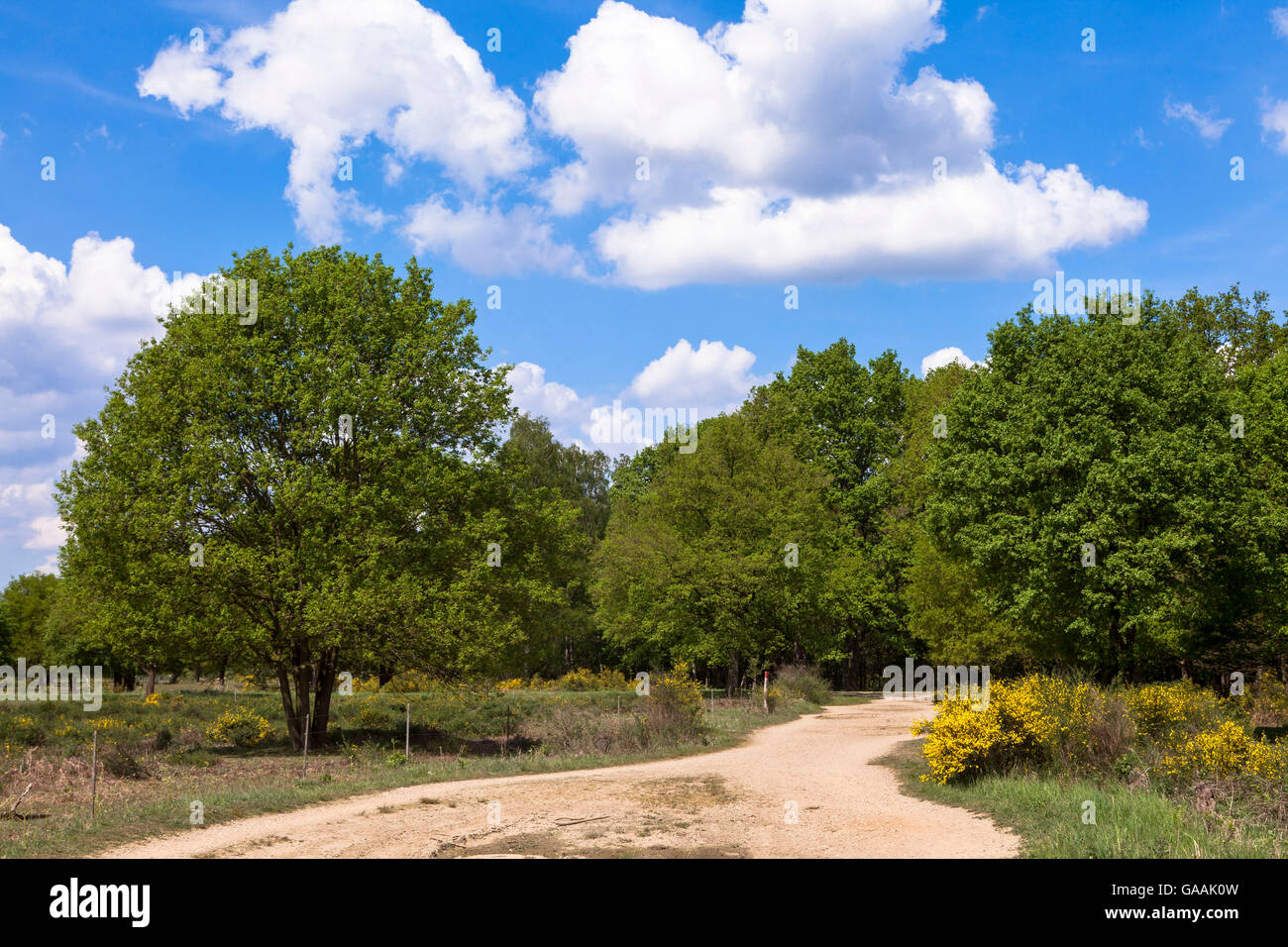 Allemagne, Troisdorf, Rhénanie du Nord-Westphalie, le Wahner Heath. Banque D'Images