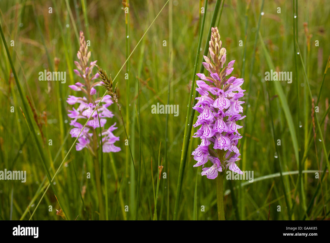 Allemagne, Troisdorf, Rhénanie du Nord-Westphalie, Heath Spotted Orchid (lat. dactylorhiza maculata) dans la tourbière Herfeld dans la Wahner H Banque D'Images