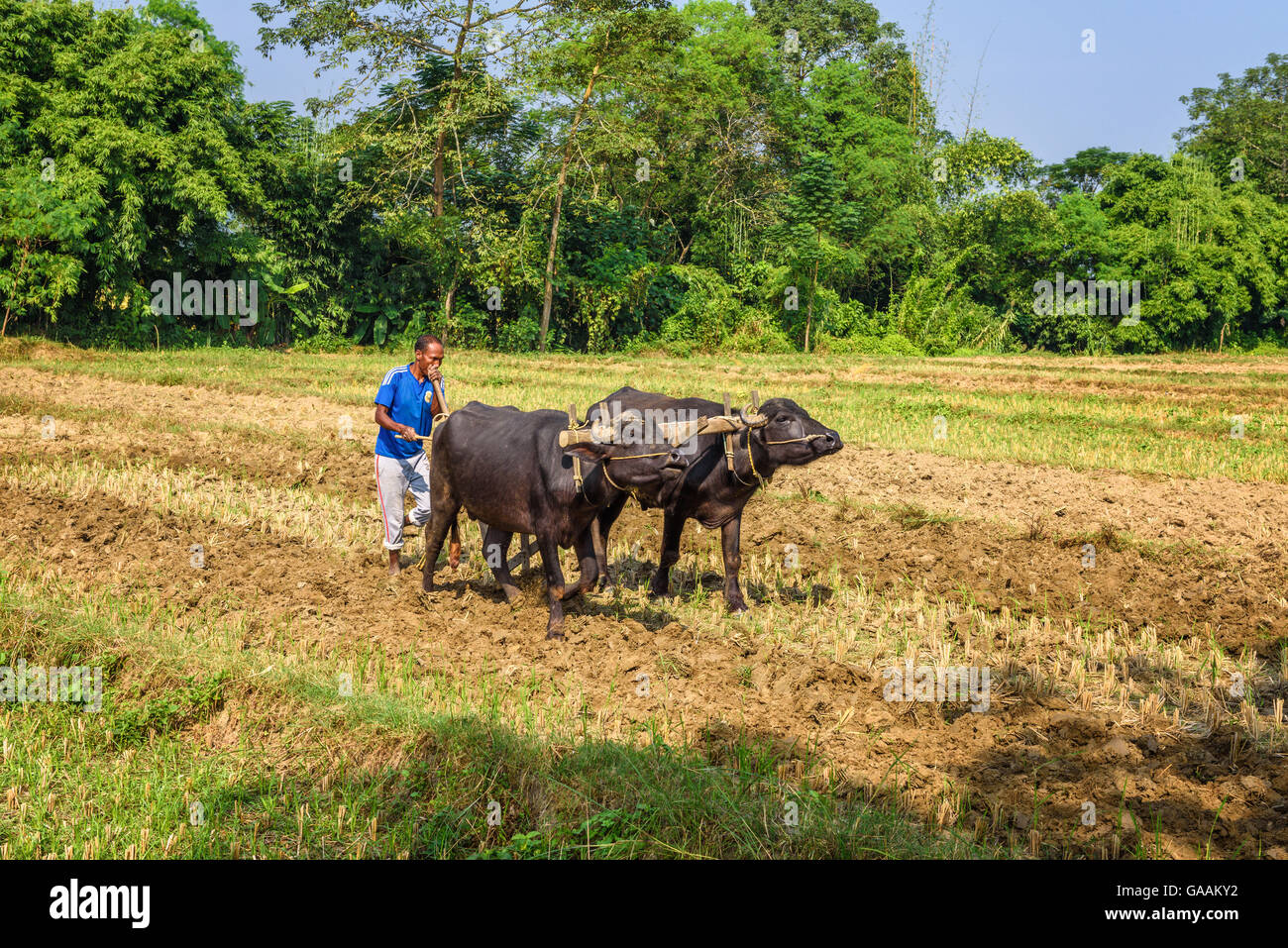 Agriculteur népalais champ agricole labour avec une charrue traditionnellement fixée à une paire de taureaux Banque D'Images