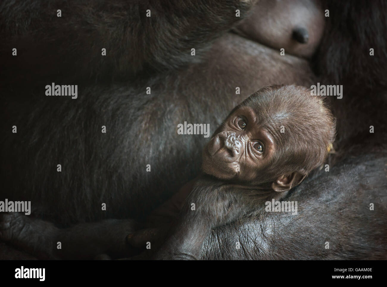 Six semaines d'un bébé gorille de plaine de l'Ouest Banque D'Images