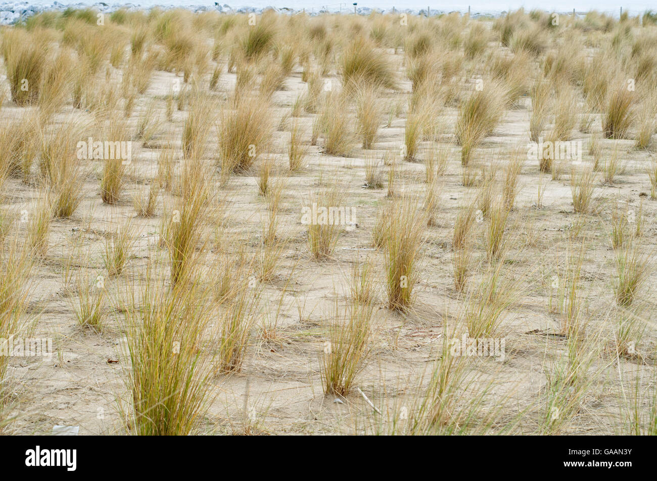 Plantation d'ammophile, Ammophila arenaria, pour la restauration écologique des dunes sur la plage. Pays Basque. Banque D'Images