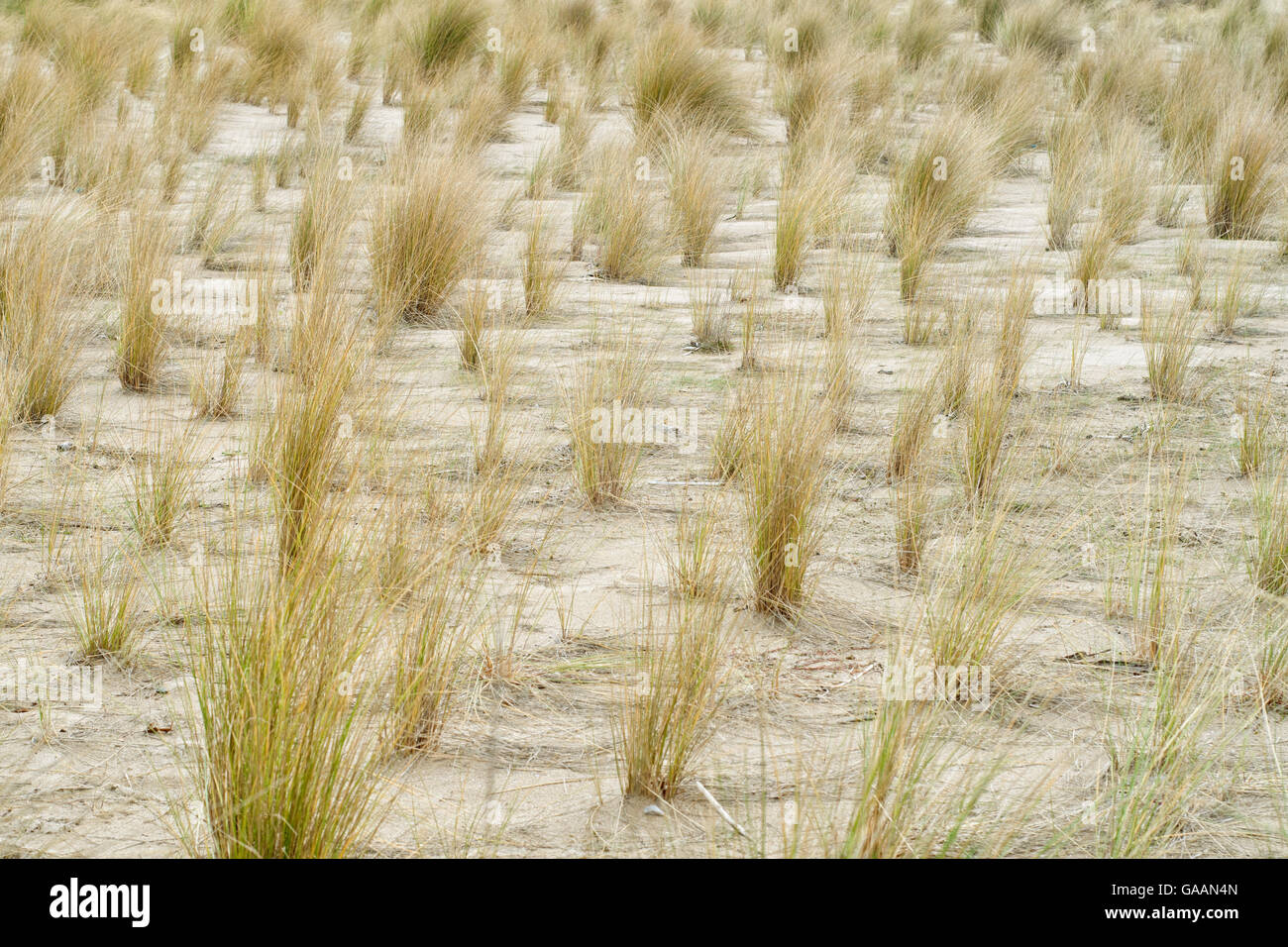 Plantation d'ammophile, Ammophila arenaria, pour la restauration écologique des dunes sur la plage. Pays Basque. Banque D'Images