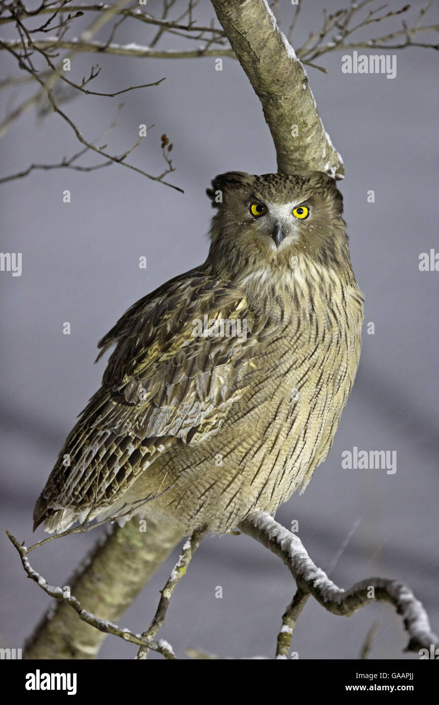 Blakiston&# 39;s hibou blakistoni) perché de Blakiston (, Hokkaido, Japon, février. Banque D'Images