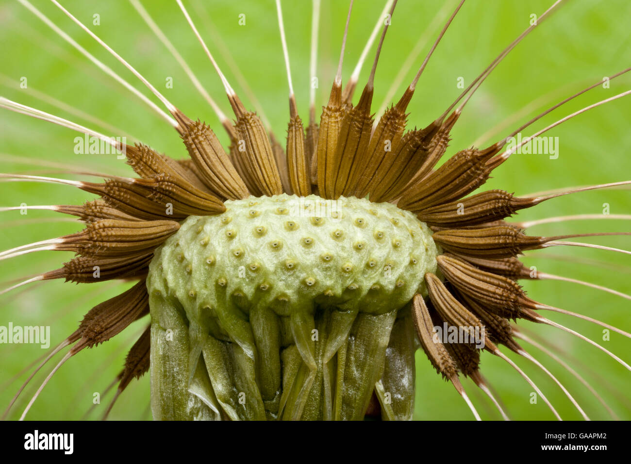 Le pissenlit (Taraxacum officinale), focus seedhead image empilées. Banque D'Images