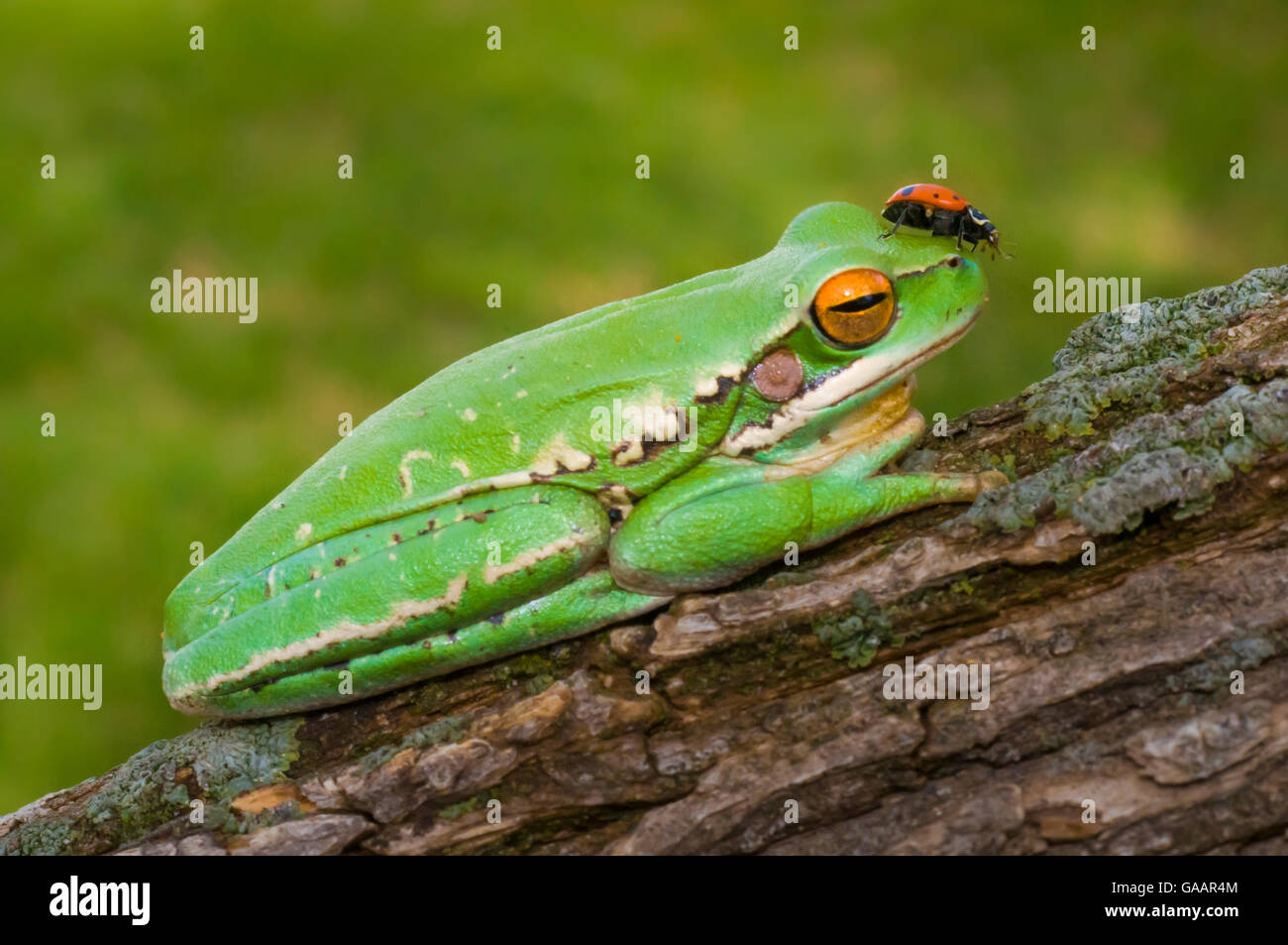 White-banded grenouille (Hypsiboas pulchellus) avec Ladybird (Coccinellidae) Calden forêt, La Pampa, Argentine Banque D'Images