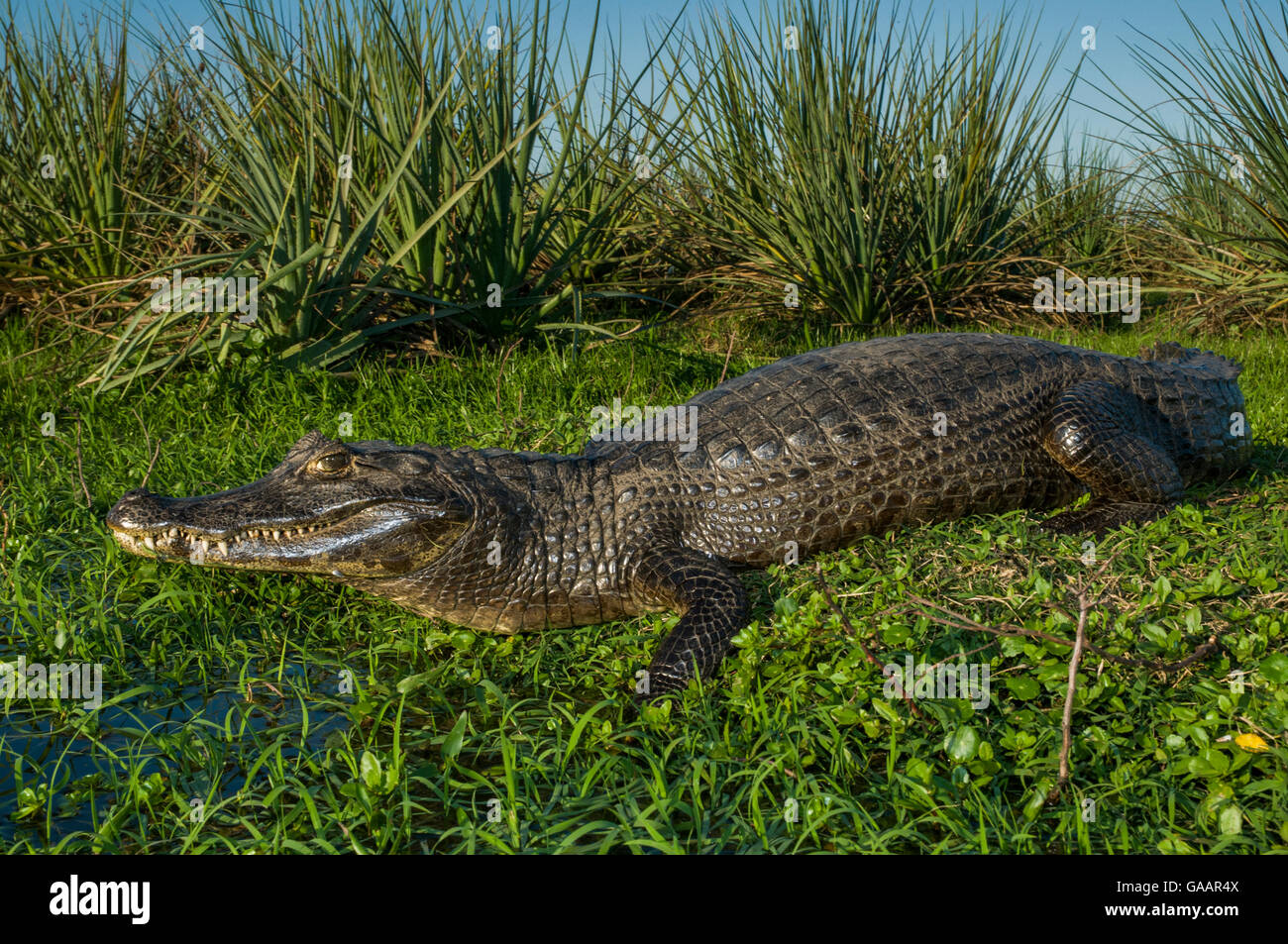 Caïman Noir (Melanosuchus niger) sur la rive, Ibera Marais, Province de Corrientes, Argentine Banque D'Images