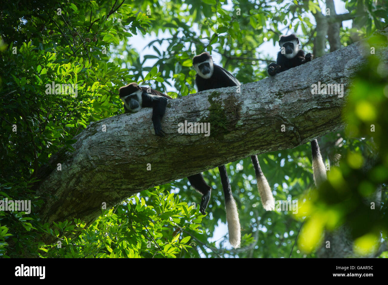 Les singes colobus Guereza (Colobus guereza) dans l'arbre, Lango Bai, République du Congo (Congo-Brazzaville), l'Afrique. Banque D'Images