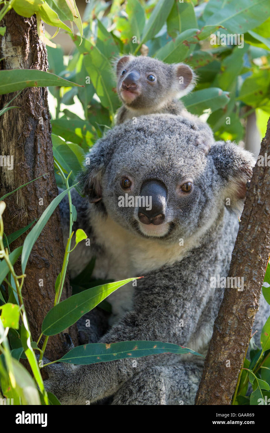 Koala (Phascolarctos cinereus) mère et joey de sixième mois, Queensland, Australie, en captivité. Banque D'Images