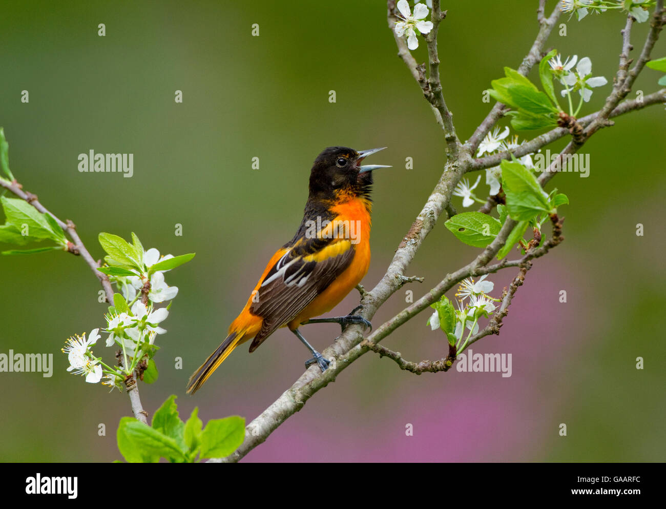 L'oriole de Baltimore (Icterus galbula) mâle chantant au printemps, perché sur la poire en fleurs (Pyrus sp.) les fleurs, New York, USA Mai. Banque D'Images