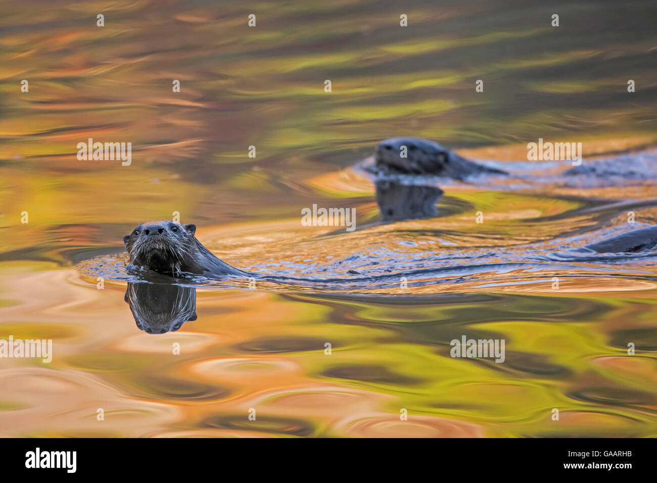 L'Amérique du Nord La Loutre de rivière (Lontra canadensis) deux piscine près de la surface avec les feuilles d'automne reflètent dans l'eau, l'Acadia National Park, Maine, USA, octobre. Banque D'Images