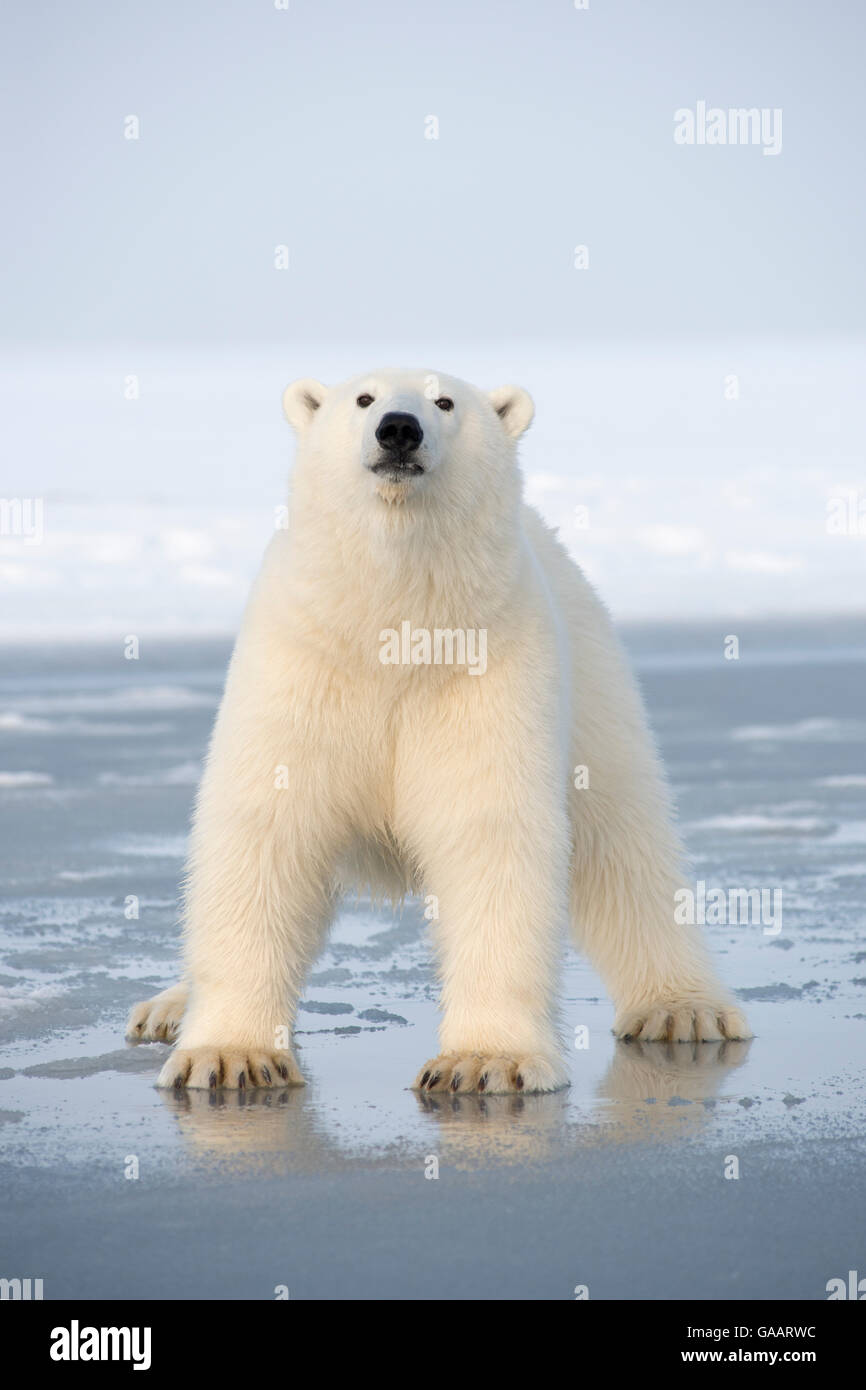 L'ours polaire (Ursus maritimus) la traversée de la banquise nouvellement formé, au cours de l'automne gel, la mer de Beaufort, au large de la côte de l'Arctique, Alaska Banque D'Images