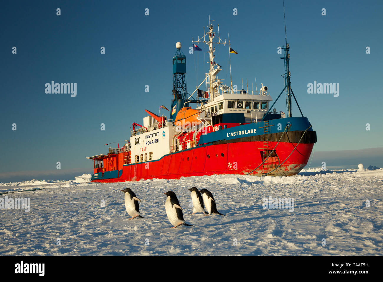 Les manchots Adélie (Pygoscelis adeliae) en face de brise-glace français L&# 39;Astrolabe, sur le bord de la banquise au large de Dumont D&# 39;d'Urville, Antarctique. Décembre 2014. Banque D'Images