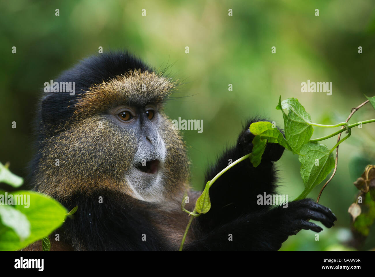 Le singe doré (Cercopithecus kandti), portrait, recherche de nourriture, des Virunga au Rwanda. Banque D'Images